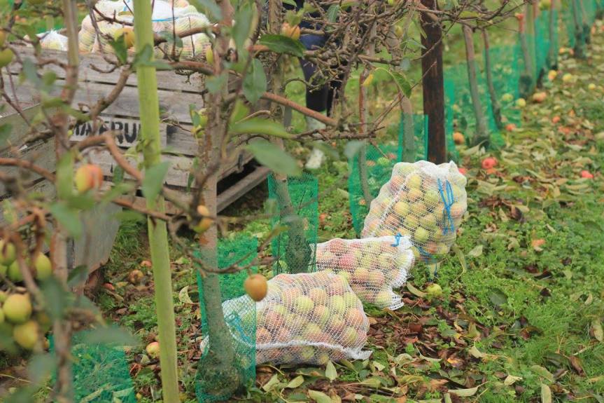 12232943_1694401260805010_3147451316582557745_o